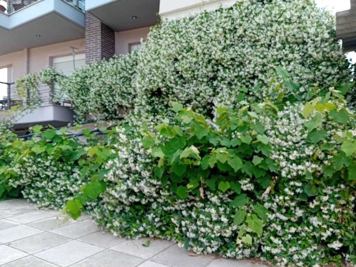 Stella'S Jasmine Apartment Salonic Exterior foto